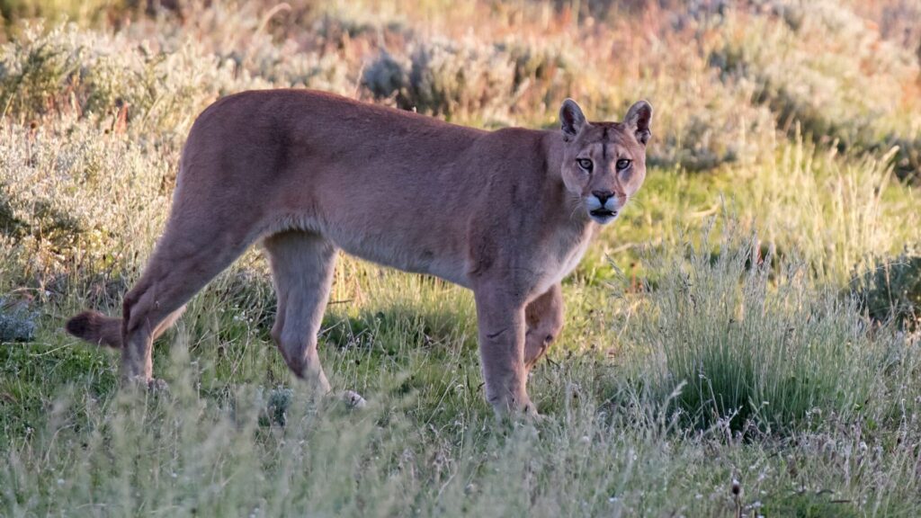 Subespecie Puma concolor puma en Torres del Paine, Chile. Créditos: AGAMI Stock.
