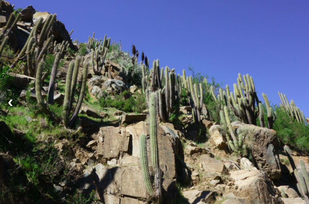 Quebrada de Culimo. Créditos: Lartundo.