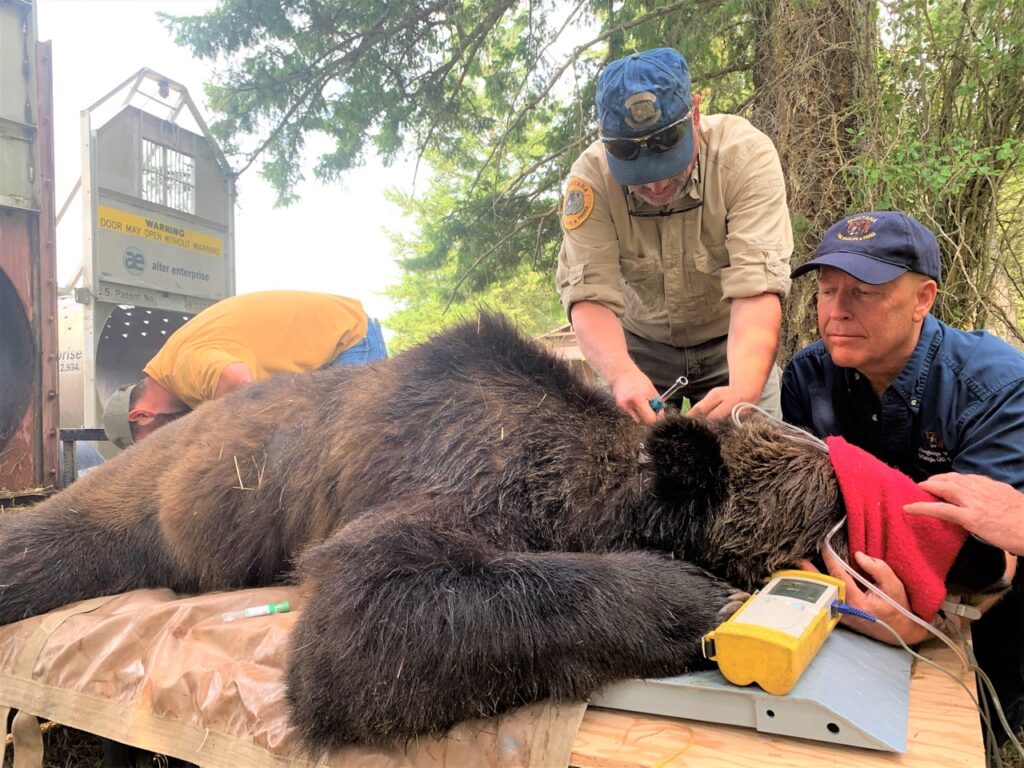 Aplicación de radio en un oso. Créditos: Jim Williams.
