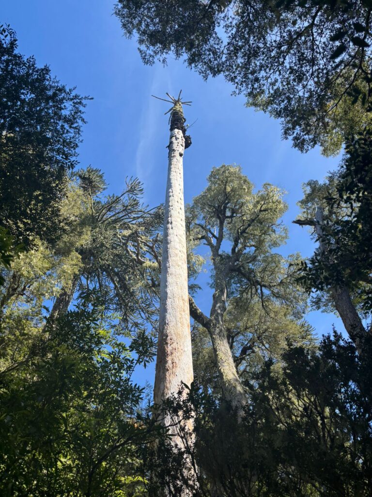 Cordillera de Nahuelbuta, zona del Parque Nacional. Créditos: Rocío Fritz Tapia.