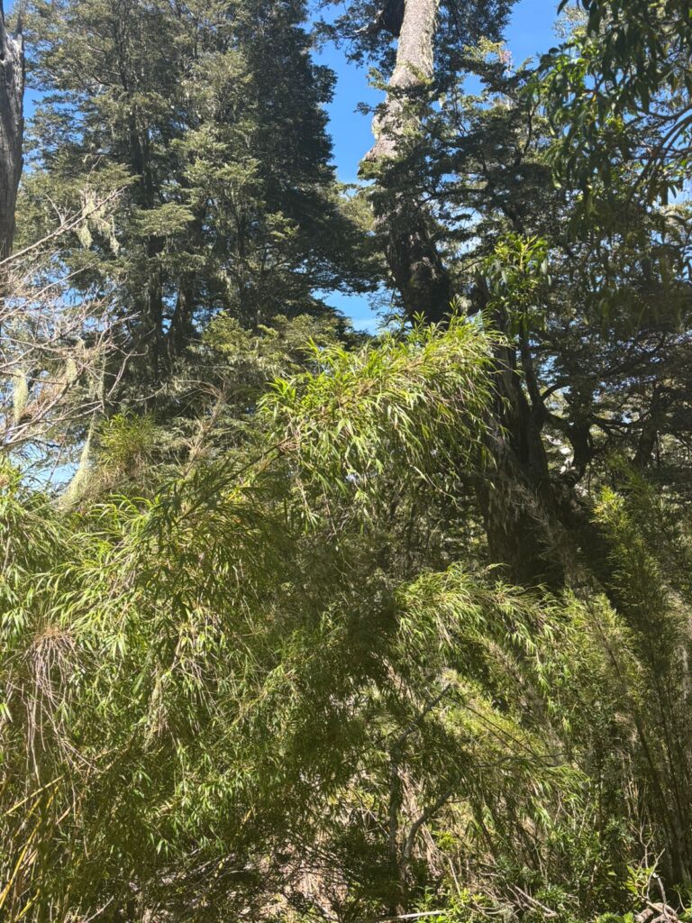 Cordillera de Nahuelbuta, zona del Parque Nacional. Créditos: Rocío Fritz Tapia.