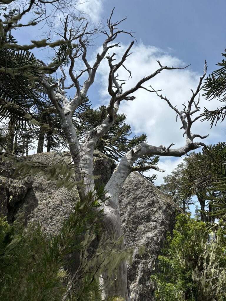 Cordillera de Nahuelbuta, zona del Parque Nacional. Créditos: Rocío Fritz Tapia.