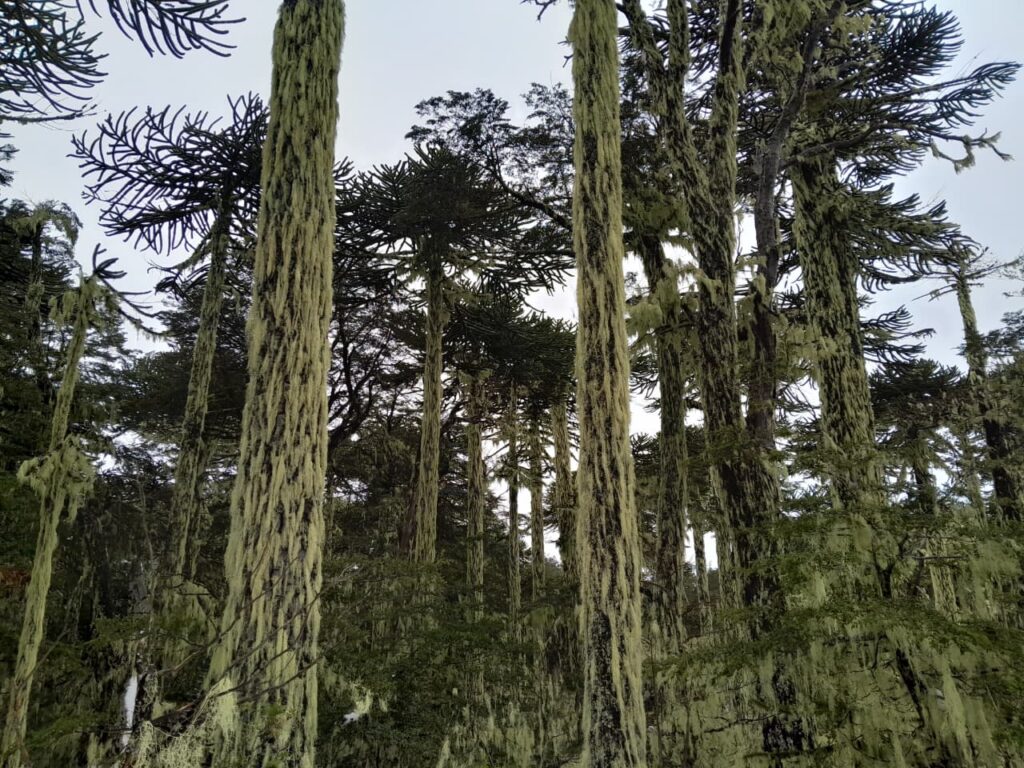 Cordillera de Nahuelbuta, zona del Parque Nacional. Créditos: Rocío Fritz Tapia.
