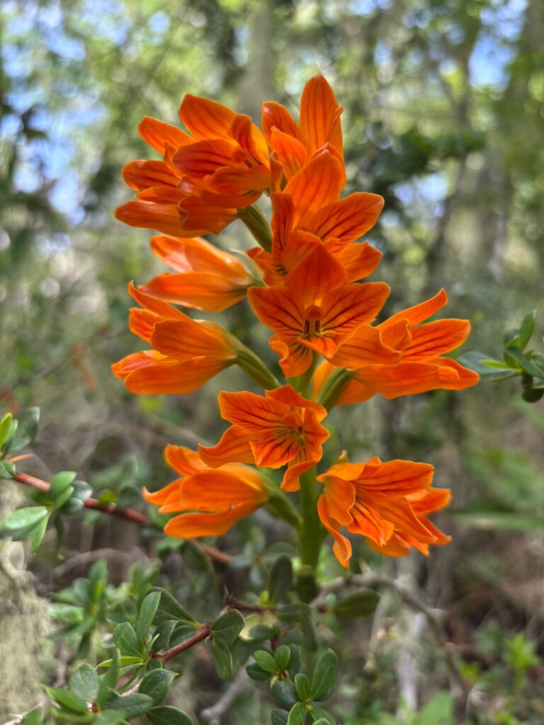 Chloraea nudilabia, Cordillera de Nahuelbuta, zona del Parque Nacional. Créditos: Rocío Fritz Tapia.