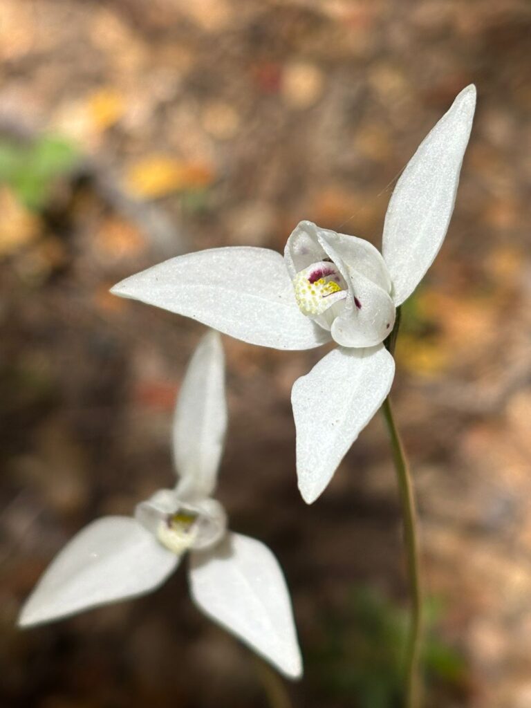 Codonorchis lessonii, Cordillera de Nahuelbuta, zona del Parque Nacional. Créditos: Rocío Fritz Tapia.