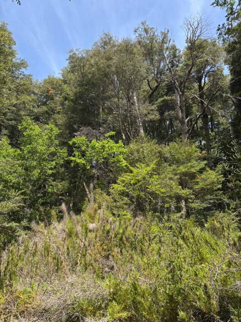 Cordillera de Nahuelbuta, zona del Parque Nacional. Créditos: Rocío Fritz Tapia.