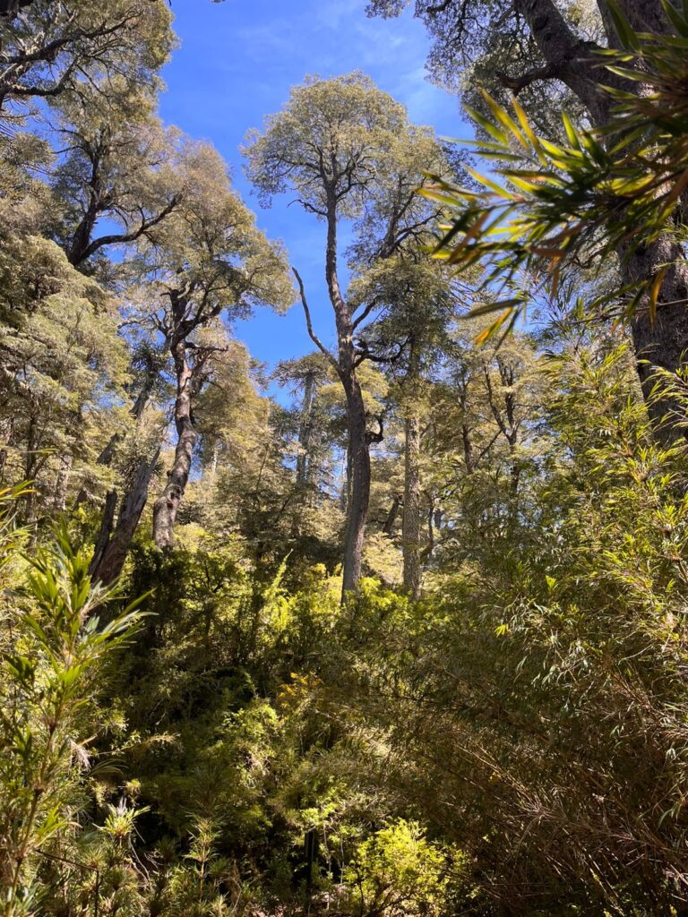 Cordillera de Nahuelbuta, zona del Parque Nacional. Créditos: Rocío Fritz Tapia.