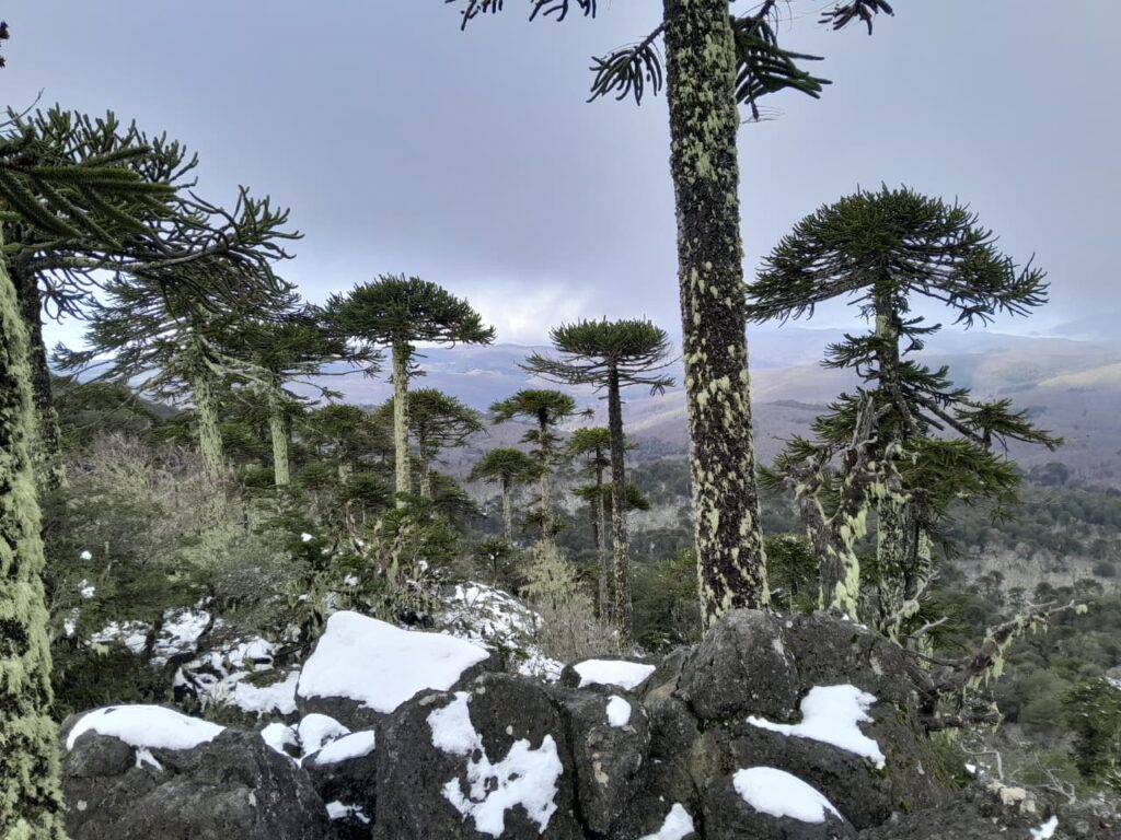 Araucarias, Cordillera de Nahuelbuta, zona del Parque Nacional. Créditos: Rocío Fritz Tapia.
