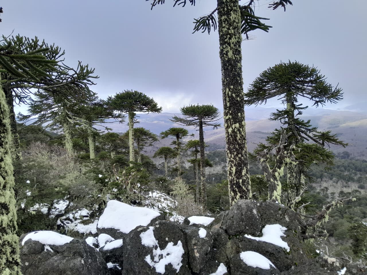 Una mirada a la Cordillera de Nahuelbuta, una de las formaciones rocosas más antiguas de Chile y refugio de un alto endemismo