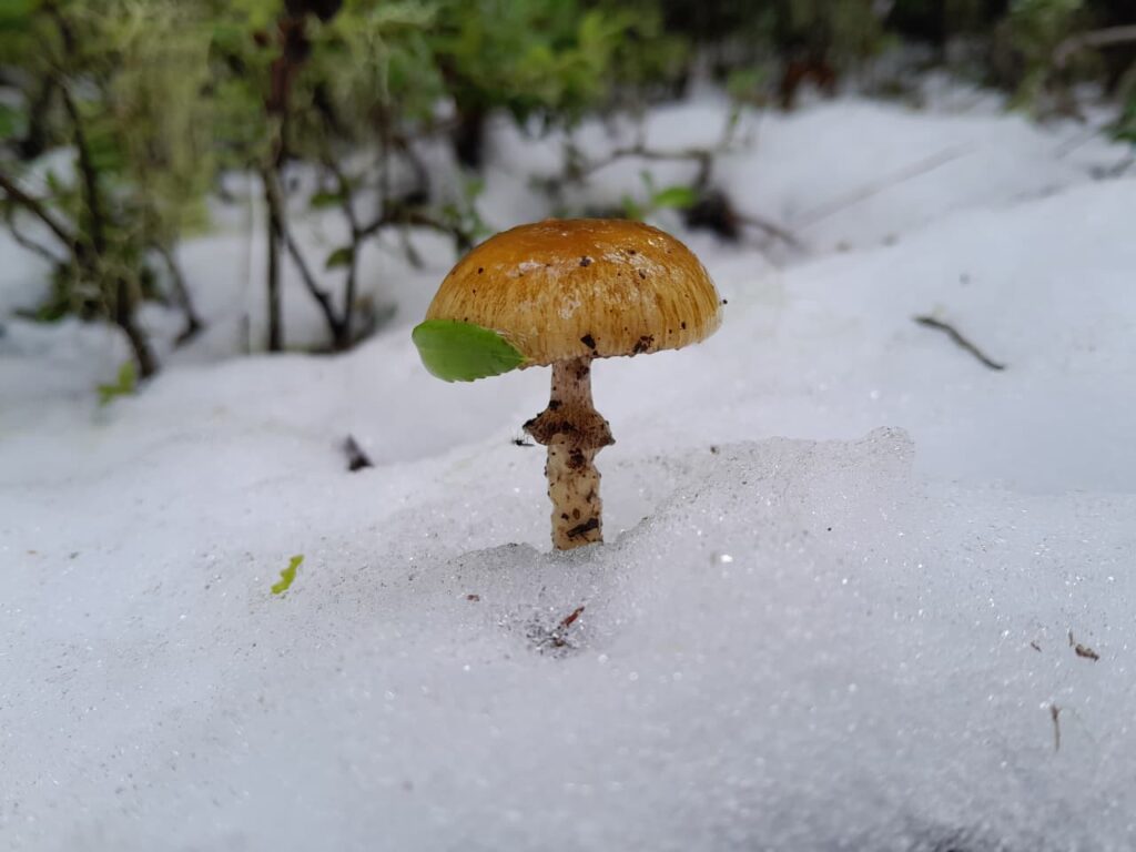 Hongo, Cordillera de Nahuelbuta, zona del Parque Nacional. Créditos: Rocío Fritz Tapia.