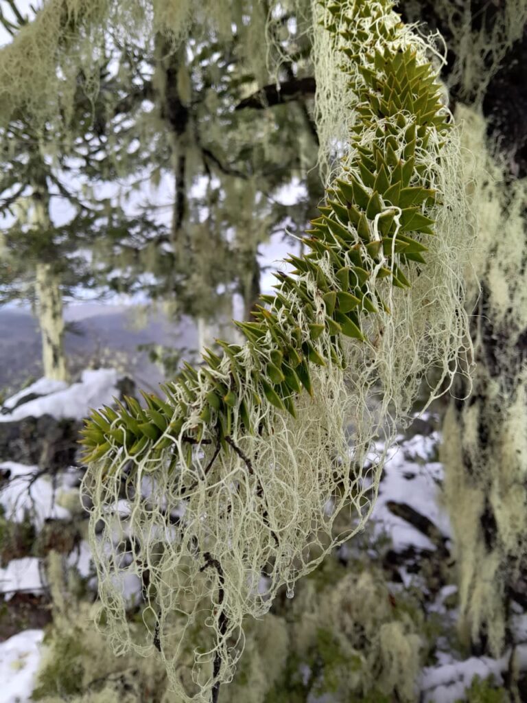 Cordillera de Nahuelbuta, zona del Parque Nacional. Créditos: Rocío Fritz Tapia.