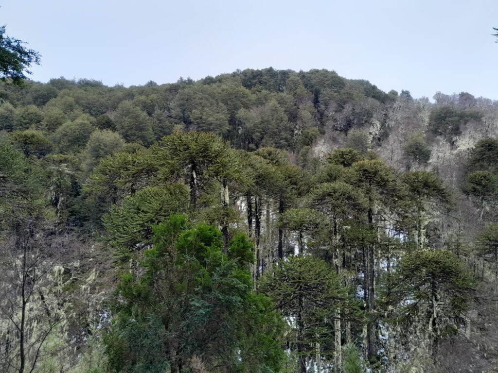 Araucarias, Cordillera de Nahuelbuta, zona del Parque Nacional. Créditos: Rocío Fritz Tapia.