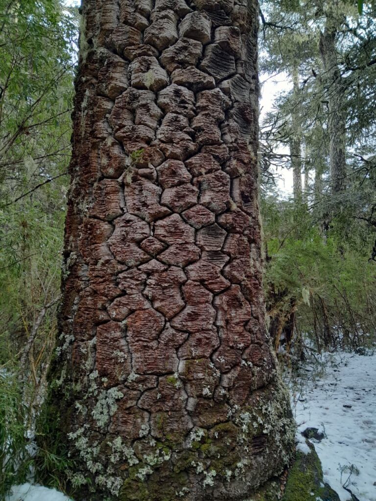Araucarias, Cordillera de Nahuelbuta, zona del Parque Nacional. Créditos: Rocío Fritz Tapia.
