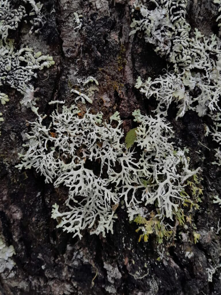 Cordillera de Nahuelbuta, zona del Parque Nacional. Créditos: Rocío Fritz Tapia.