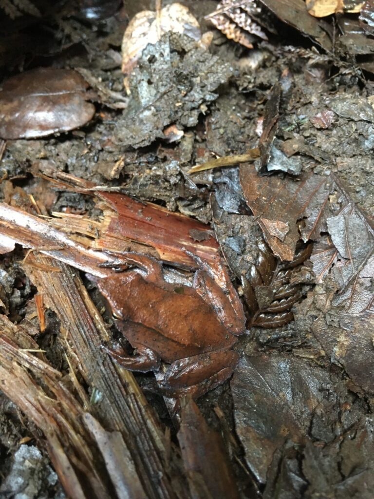 Anfibio presente en la Cordillera de Nahuelbuta, zona del Parque Nacional. Créditos: Rayen González.