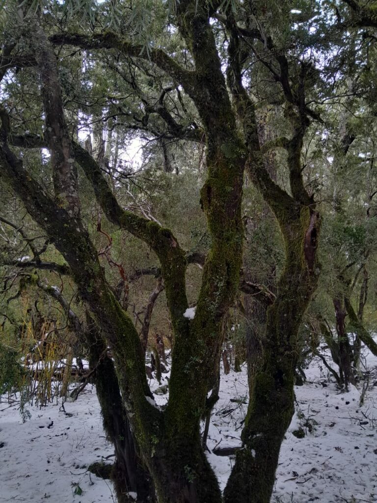 Cordillera de Nahuelbuta, zona del Parque Nacional. Créditos: Rocío Fritz Tapia.