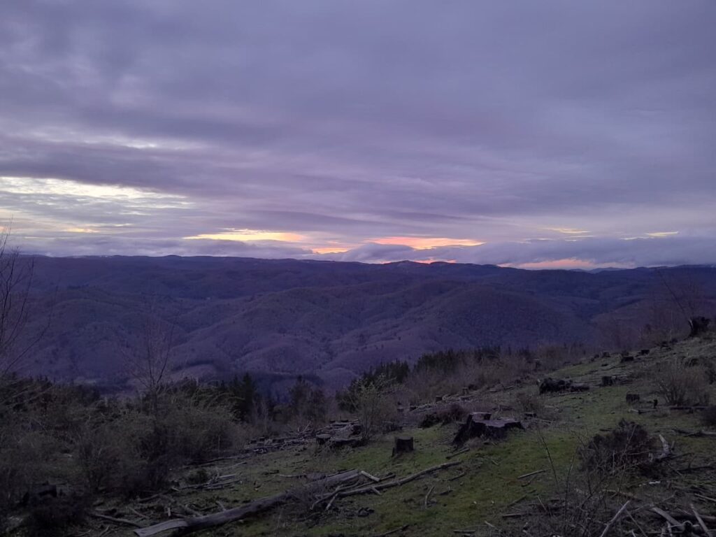 Cordillera de Nahuelbuta, zona del Parque Nacional. Créditos: Rocío Fritz Tapia.