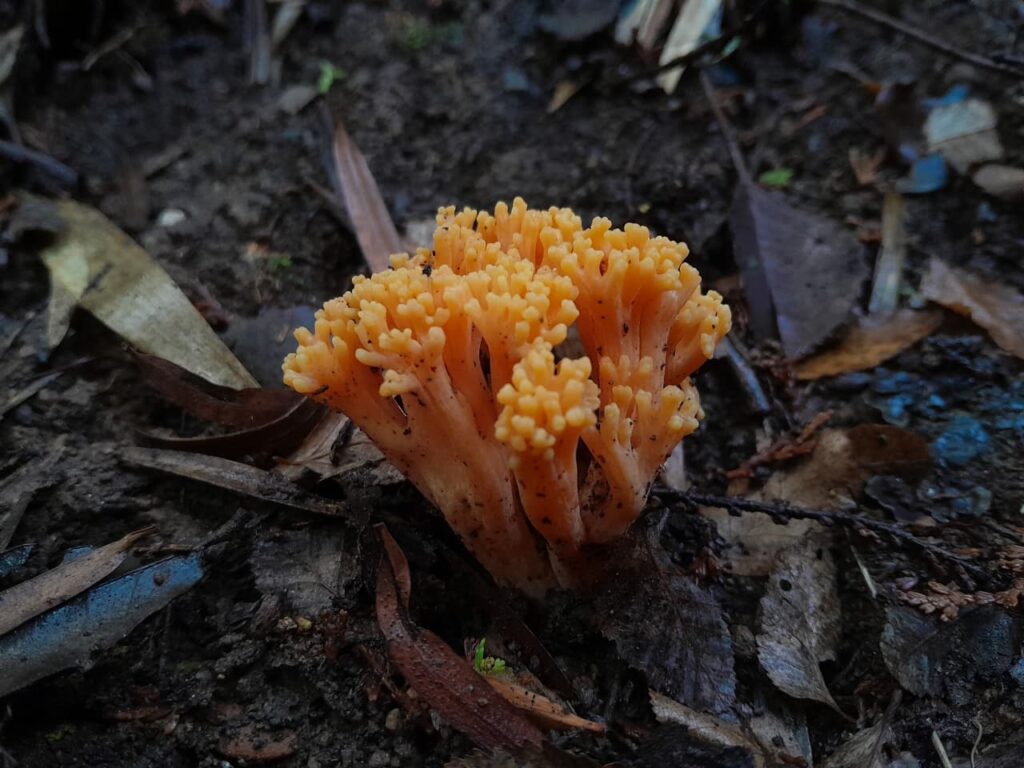 Cordillera de Nahuelbuta, zona del Parque Nacional. Créditos: Rocío Fritz Tapia.