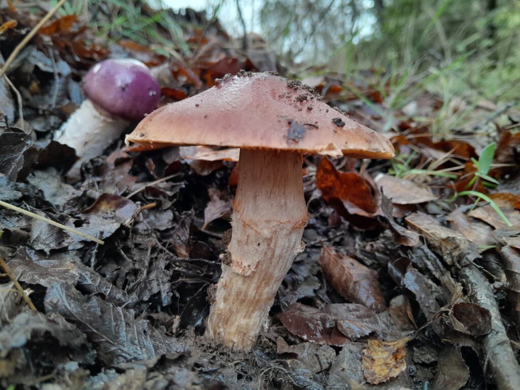 Hongo, Cordillera de Nahuelbuta, zona del Parque Nacional. Créditos: Rocío Fritz Tapia.