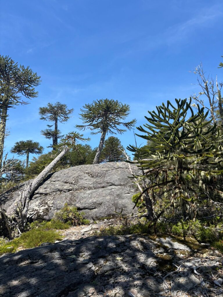 Cordillera de Nahuelbuta, zona del Parque Nacional. Créditos: Rayen González.
