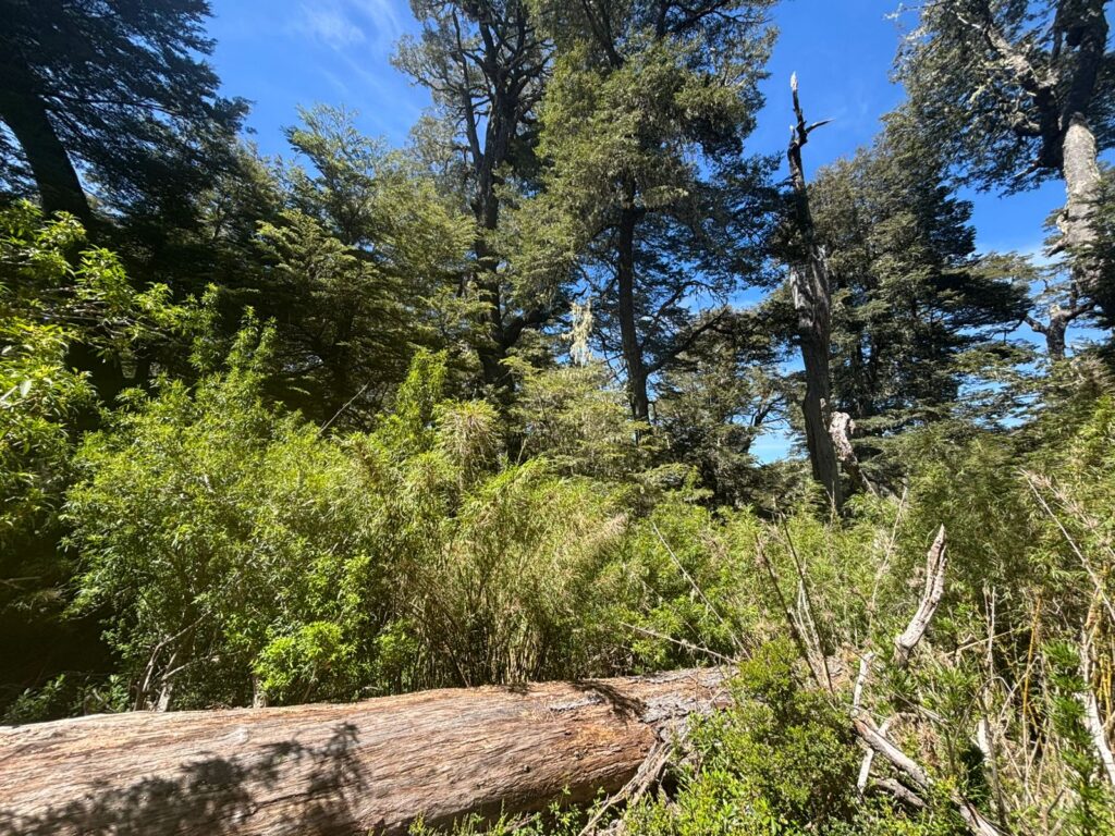 Cordillera de Nahuelbuta, zona del Parque Nacional. Créditos: Rocio Fritz Tapia.