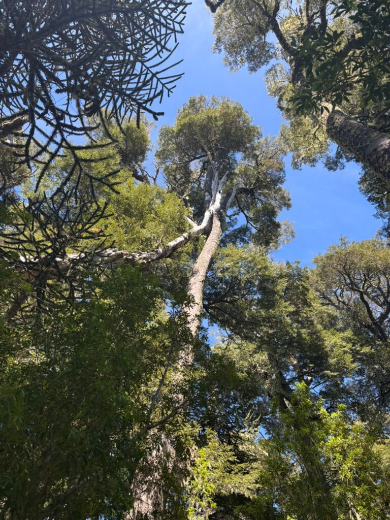 Cordillera de Nahuelbuta, zona del Parque Nacional. Créditos: Rocío Fritz Tapia.