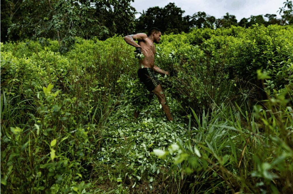 Un raspachín trabajando en una plantación de coca cerca de la frontera ecuatoriana. Foto: Tom Laffay
