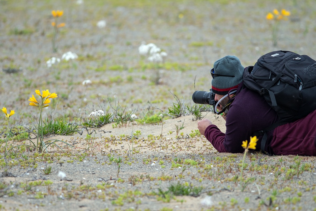 A 10 años de la creación de Moscas Florícolas de Chile: Rodrigo Barahona-Segovia y su pasión por los invertebrados del país