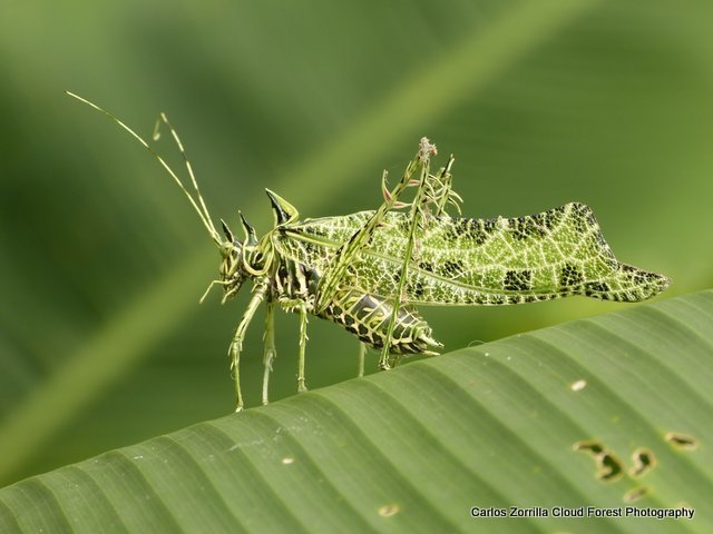 Saltamonte Markia hystrix. Créditos: Carlos Zorrilla.