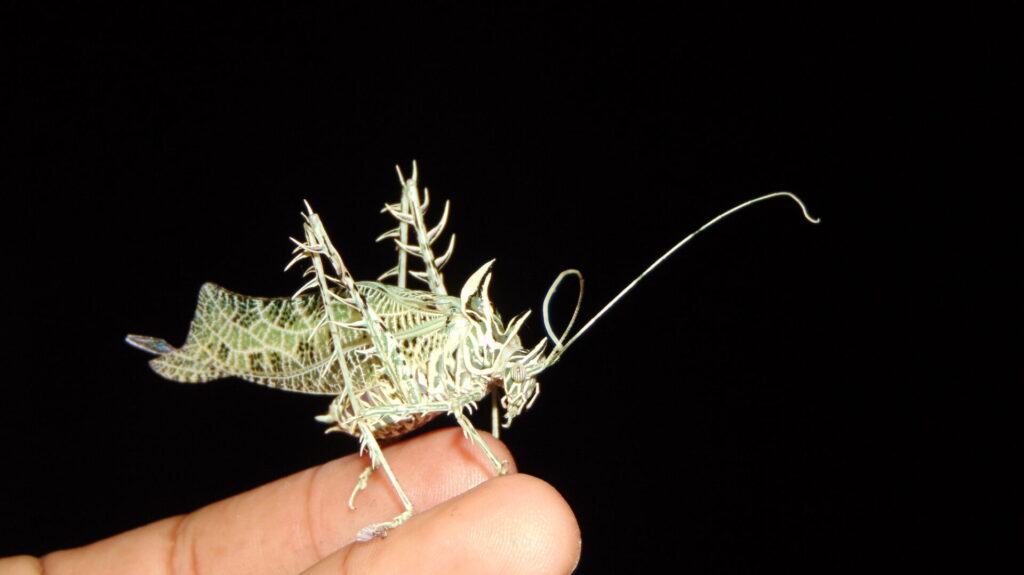 Saltamonte Markia hystrix. Créditos: Corazonyvidamixe.