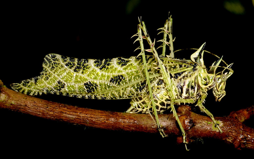 Saltamonte Markia hystrix. Créditos: Andreas Kay.