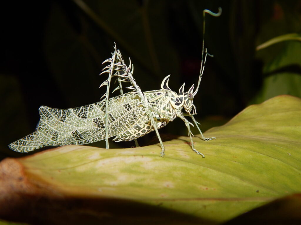 Saltamonte Markia hystrix. Créditos: Khristian Venegas Valencia.