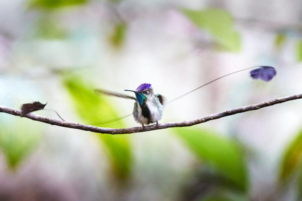 Se estima que existe una población de solo 1000 individuos del colibrí cola de espátula en el mundo. Foto: cortesía Andrés Gálvez