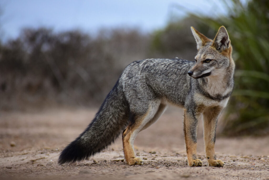 Zorro chilla (Lycalopex griseus). Créditos: ©Orlando Fuenzalida / Reserva Puquén