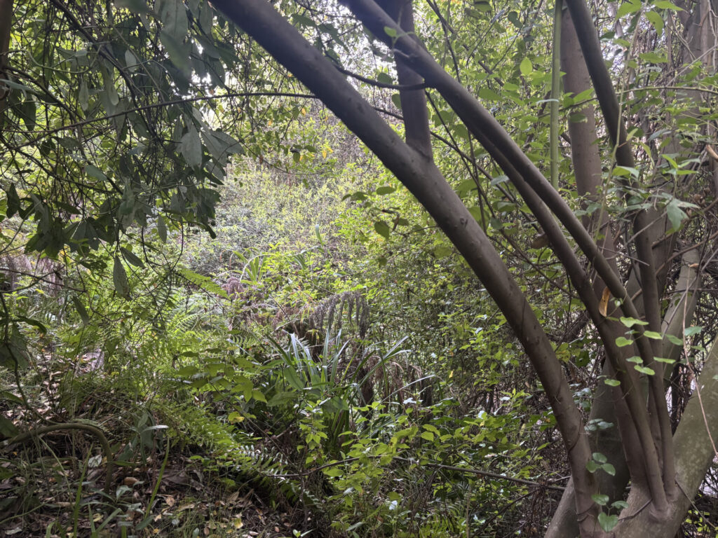 Selva Valdiviana. Créditos: Loreto Andaur.