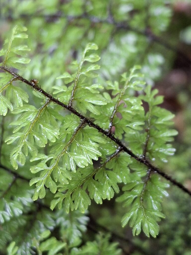 Shushu-lahuél (Hymenophyllum dentatum). Créditos: ©Andrea Vargas