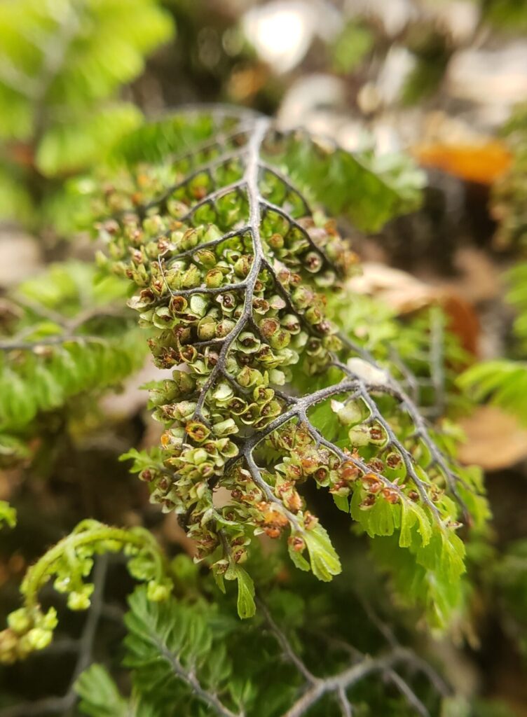 Shushu-lahuél (Hymenophyllum dentatum). Créditos: INaturalist @reingered