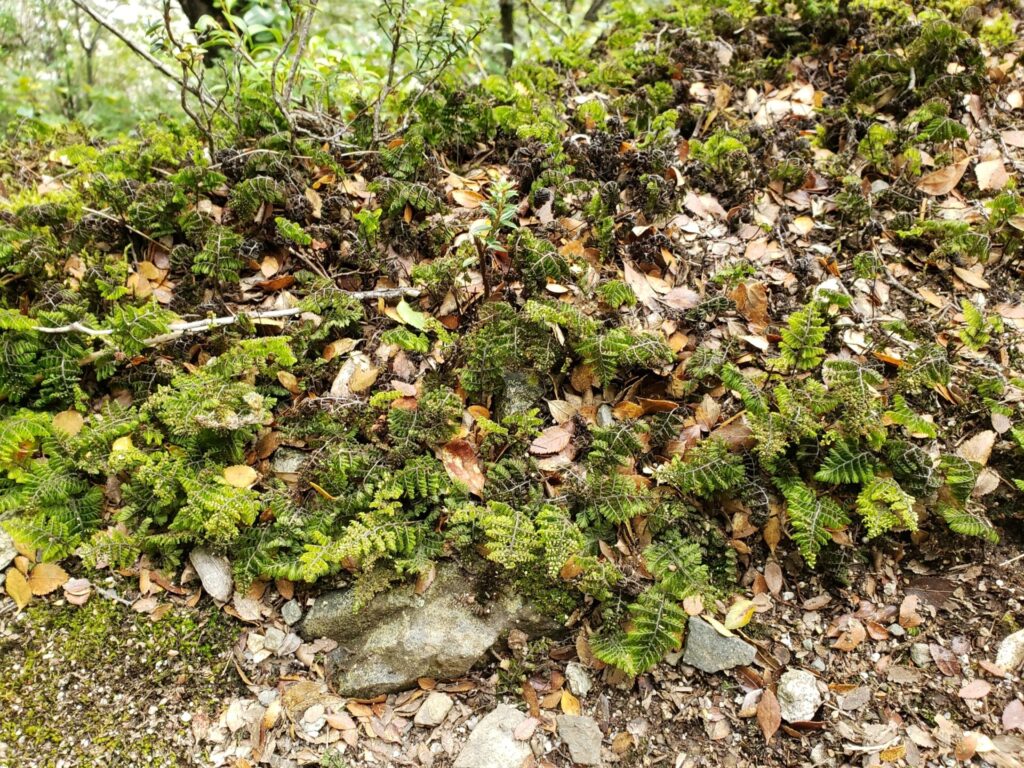 Shushu-lahuél (Hymenophyllum dentatum). Créditos: INaturalist @reingered
