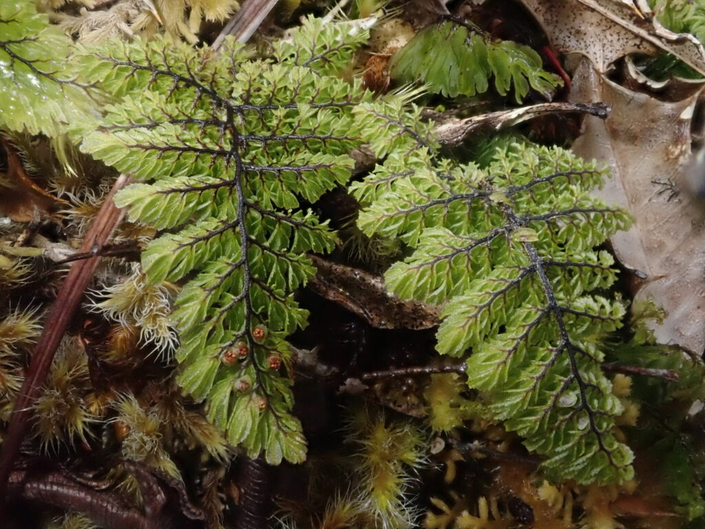 Shushu-lahuél (Hymenophyllum dentatum). Créditos: ©Nolan Exe