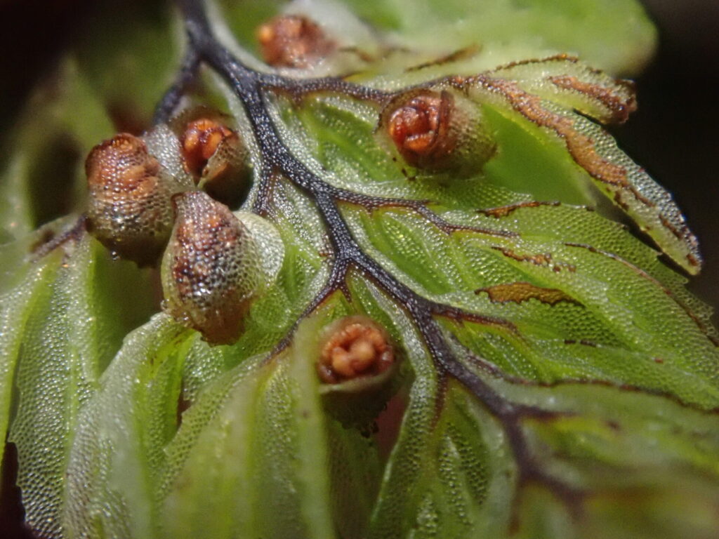 Shushu-lahuél (Hymenophyllum dentatum). Créditos: ©Nolan Exe