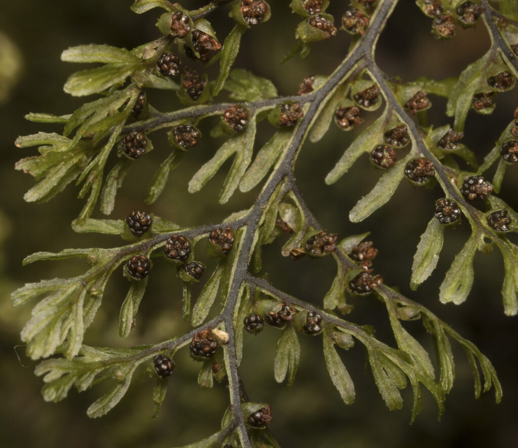 Shushu-lahuél (Hymenophyllum dentatum). Créditos: ©Pablo Silva