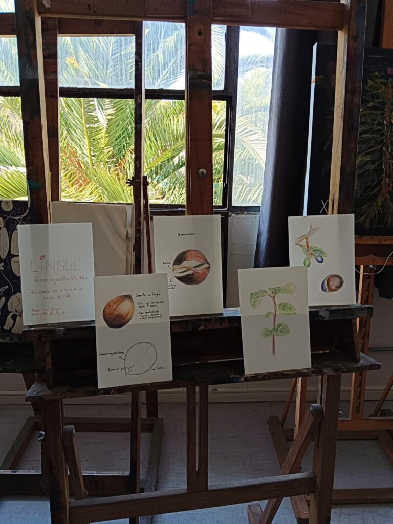 Taller de ilustración botánica. Créditos: UMCE.