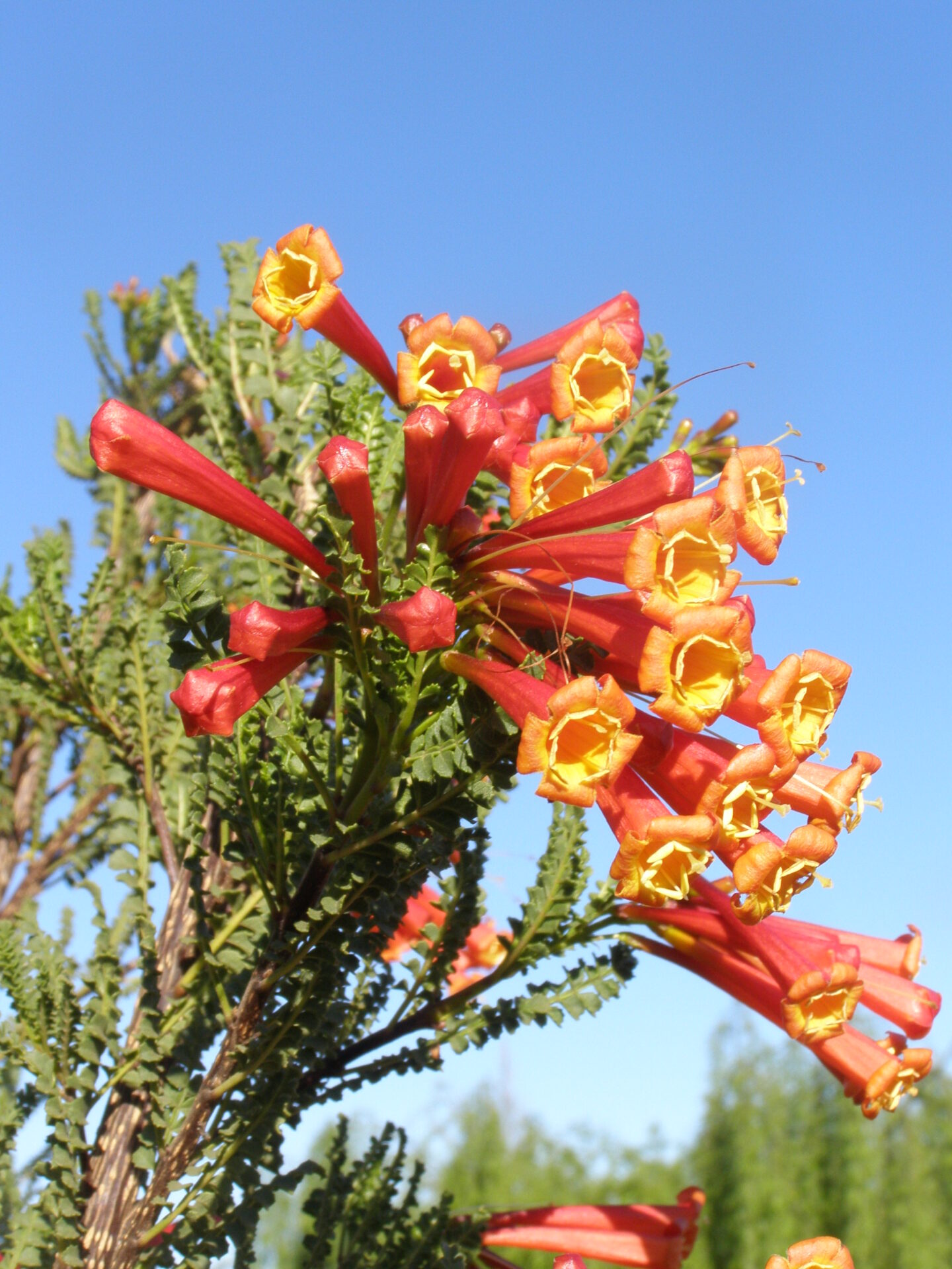 Primer Seminario de Horticultura para la Conservación ex situ de Flora Nativa se realizará en Santiago el 3 de octubre