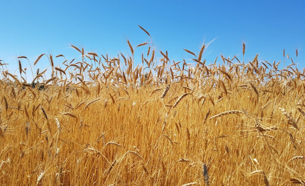 Imagen: Variedades locales de trigo del valle del Itata