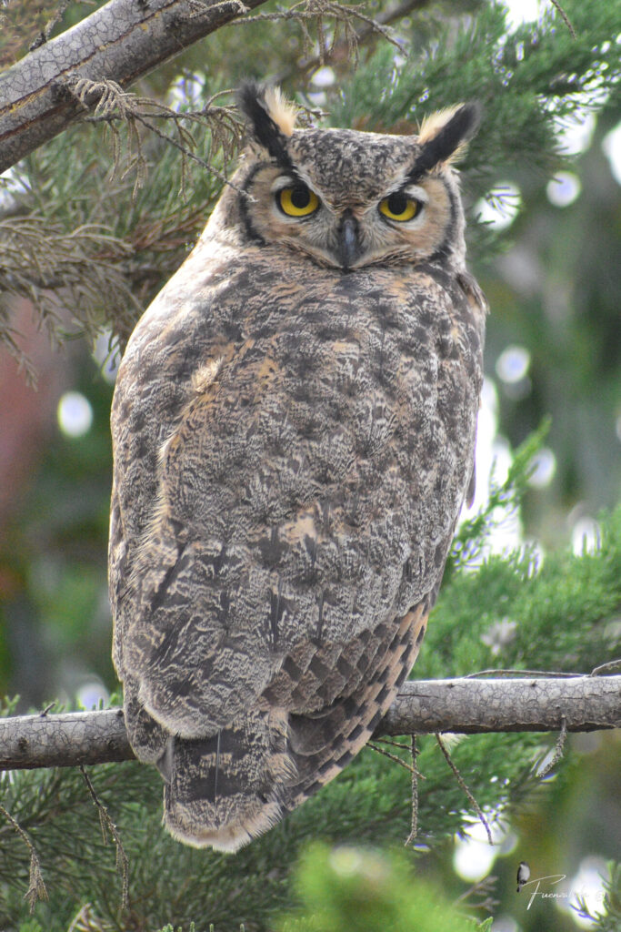 Tucúquere (Bubo magellanicus). Créditos: ©Reserva Puquén