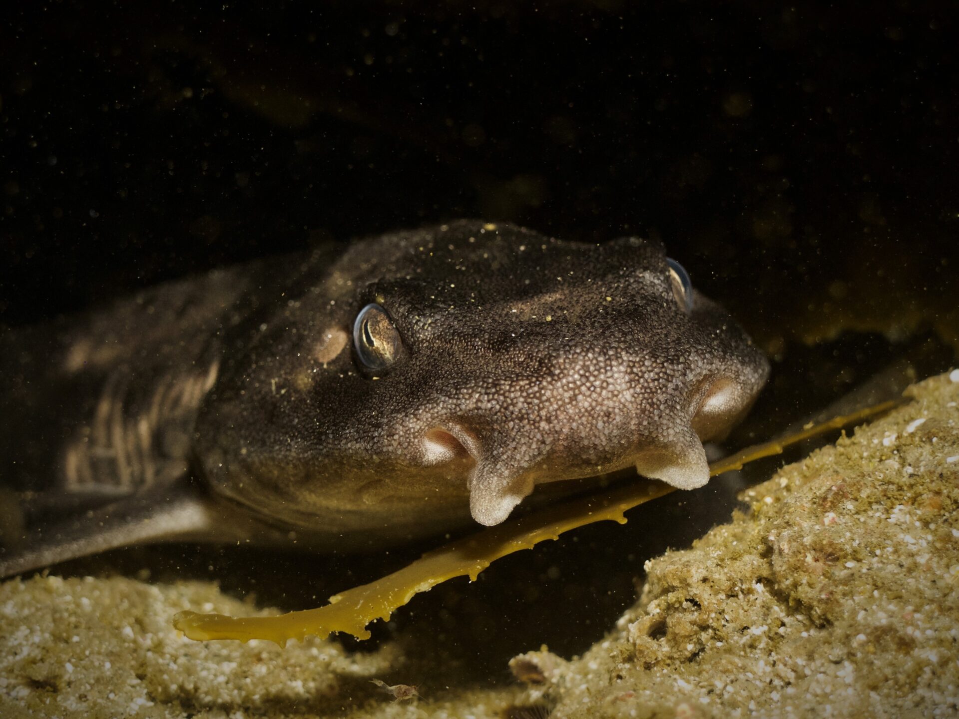 Descubriendo al tiburón pintarroja o gato, habitante emblemático de los mares de Chile