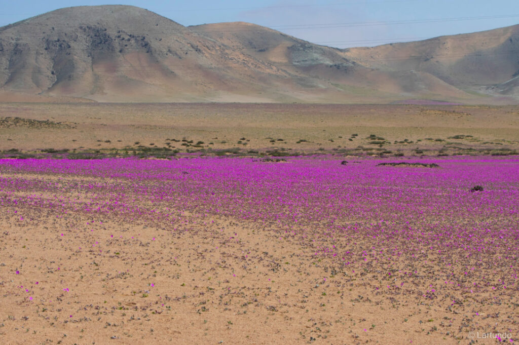 Desierto Florido. Créditos: Lartundo.