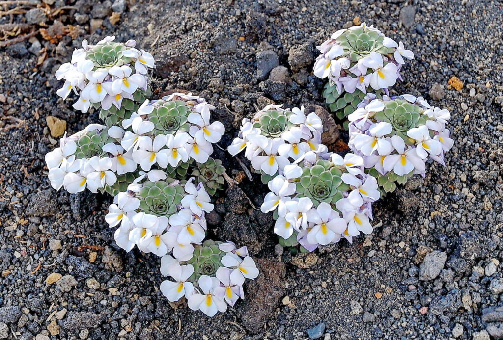 Viola obituaria. Créditos: ©John Watson