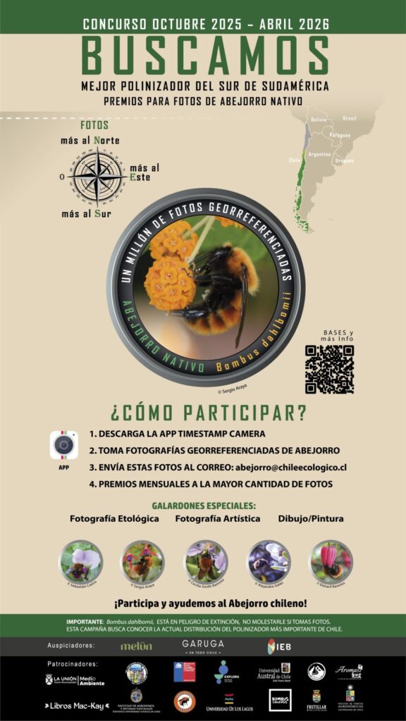 Concurso abejorro nativo