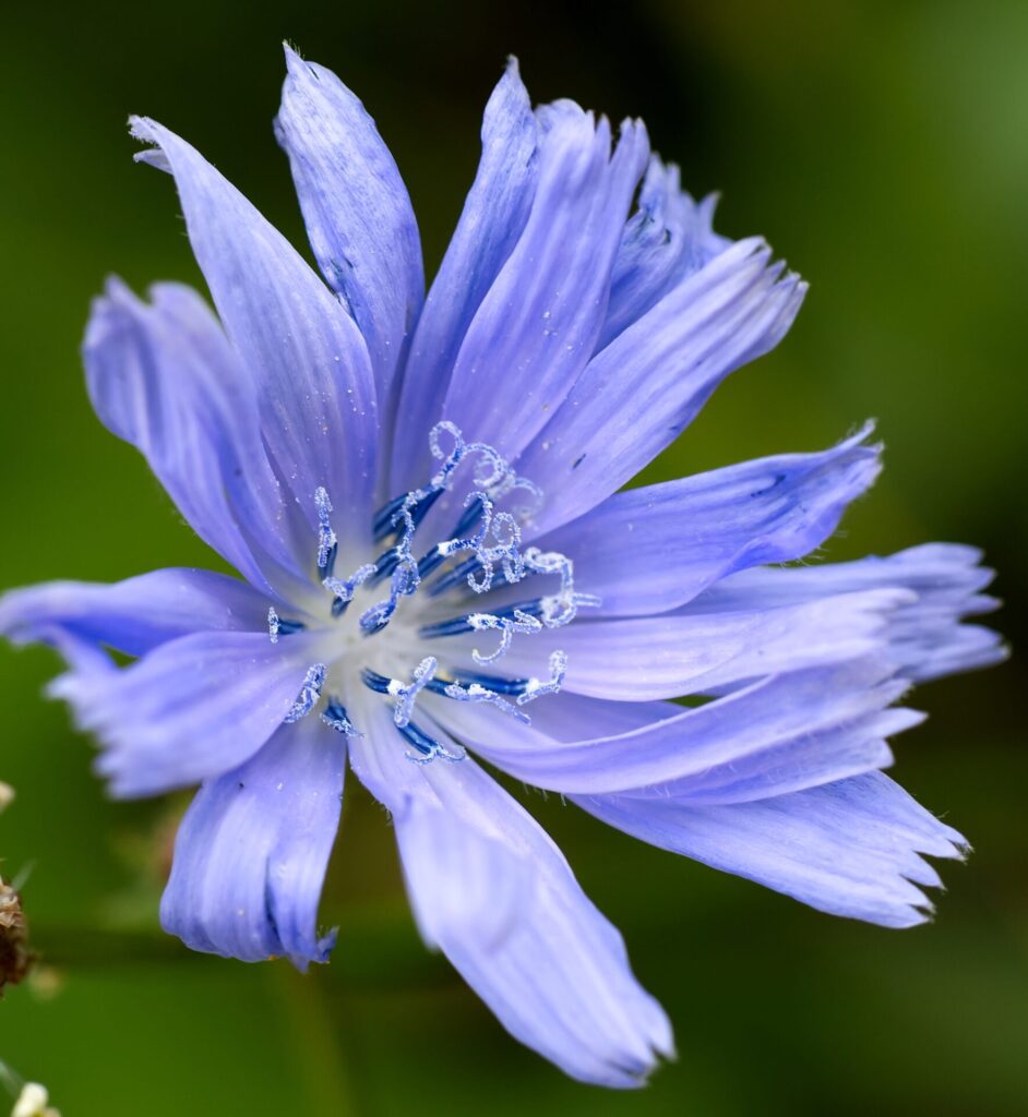 Achicoria (Cichorium intybus). Créditos: @akolter - INaturalist